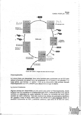 Biologia teorico (2014)