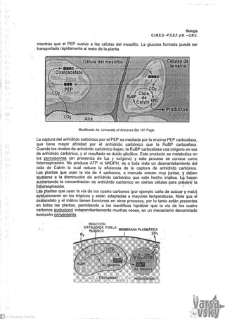 Biologia teorico (2014)