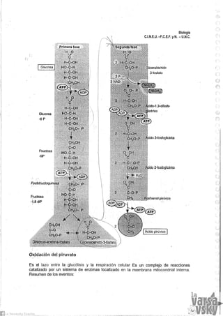 Biologia teorico (2014)