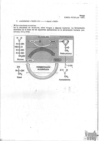 Biologia teorico (2014)