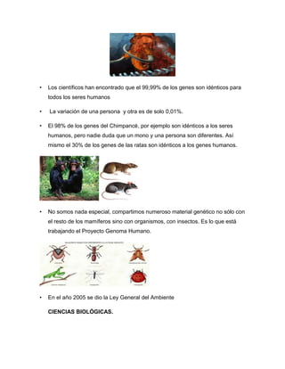 • Los científicos han encontrado que el 99,99% de los genes son idénticos para
todos los seres humanos
• La variación de una persona y otra es de solo 0,01%.
• El 98% de los genes del Chimpancé, por ejemplo son idénticos a los seres
humanos, pero nadie duda que un mono y una persona son diferentes. Así
mismo el 30% de los genes de las ratas son idénticos a los genes humanos.
• No somos nada especial, compartimos numeroso material genético no sólo con
el resto de los mamíferos sino con organismos, con insectos. Es lo que está
trabajando el Proyecto Genoma Humano.
• En el año 2005 se dio la Ley General del Ambiente
CIENCIAS BIOLÓGICAS.
 