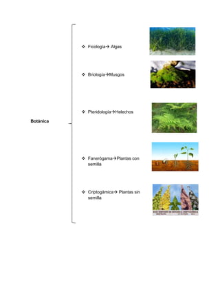  Ficología Algas
 BriologíaMusgos
 PteridologíaHelechos
Botánica
 FanerógamaPlantas con
semilla
 Criptogámica Plantas sin
semilla
 