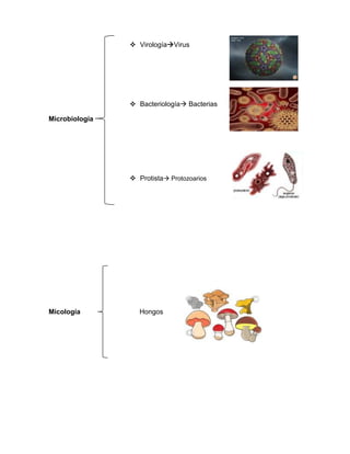  VirologíaVirus
 Bacteriología Bacterias
Microbiología
 Protista Protozoarios
Micología Hongos
 