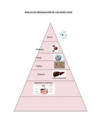 Aparatos y sistemas
Ser Vivo
NIVELES DE ORGANIZACIÓN DE LOS SERES VIVOS
Átomo
Molécula
Célula
Tejidos
Órganos
 