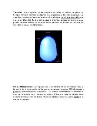 Vacuola.- es un orgánulo celular presente en todas las células de plantas y
hongos. También aparece en algunas células protistas y de otros eucariotas. Las
vacuolas son compartimentos cerrados o limitados por membrana plasmática que
contienen diferentes fluidos, como agua o enzimas, aunque en algunos casos
puede contener sólidos. La mayoría de las vacuolas se forman por la fusión de
múltiples vesículas membranosas.
Cresta Mitocondrial: es un repliegue de la membrana interna proyectado hacia el
la matriz de la mitocondria, en la que se encuentran enzimas ATP-sintetasas y
proteínas transportadoras específicas. Las crestas mitocondriales aumentan el
área de superficie de la membrana interna. Existe una relación directa entre
número de crestas mitocondriales y las necesidades energéticas de la célula en la
que se encuentran.
 