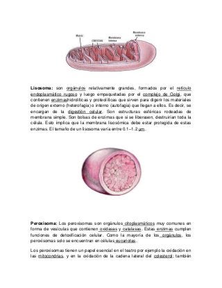 Lisosoma: son orgánulos relativamente grandes, formados por el retículo
endoplasmático rugoso y luego empaquetadas por el complejo de Golgi, que
contienen enzimashidrolíticas y proteolíticas que sirven para digerir los materiales
de origen externo (heterofagia) o interno (autofagia) que llegan a ellos. Es decir, se
encargan de la digestión celular. Son estructuras esféricas rodeadas de
membrana simple. Son bolsas de enzimas que si se liberasen, destruirían toda la
célula. Esto implica que la membrana lisosómica debe estar protegida de estas
enzimas. El tamaño de un lisosoma varía entre 0.1–1.2 μm.
Peroxisoma: Los peroxisomas son orgánulos citoplasmáticos muy comunes en
forma de vesículas que contienen oxidasas y catalasas. Estas enzimas cumplen
funciones de detoxificación celular. Como la mayoría de los orgánulos, los
peroxisomas solo se encuentran en células eucariotas.
Los peroxisomas tienen un papel esencial en el teatro por ejemplo la oxidación en
las mitocondrias, y en la oxidación de la cadena lateral del colesterol; también
 