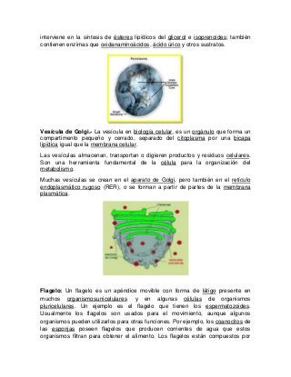 interviene en la síntesis de ésteres lipídicos del glicerol e isoprenoides; también
contienen enzimas que oxidanaminoácidos, ácido úrico y otros sustratos.
Vesícula de Golgi.- La vesícula en biología celular, es un orgánulo que forma un
compartimento pequeño y cerrado, separado del citoplasma por una bicapa
lipídica igual que la membrana celular.
Las vesículas almacenan, transportan o digieren productos y residuos celulares.
Son una herramienta fundamental de la célula para la organización del
metabolismo.
Muchas vesículas se crean en el aparato de Golgi, pero también en el retículo
endoplasmático rugoso (RER), o se forman a partir de partes de la membrana
plasmática.
Flagelo: Un flagelo es un apéndice movible con forma de látigo presente en
muchos organismosunicelulares y en algunas células de organismos
pluricelulares. Un ejemplo es el flagelo que tienen los espermatozoides.
Usualmente los flagelos son usados para el movimiento, aunque algunos
organismos pueden utilizarlos para otras funciones. Por ejemplo, los coanocitos de
las esponjas poseen flagelos que producen corrientes de agua que estos
organismos filtran para obtener el alimento. Los flagelos están compuestos por
 