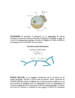GLUCOGENO: El glucógeno (o glicógeno) es un polisacárido de reserva
energética formado por cadenas ramificadas de glucosa; es insoluble en agua, en
la que forma dispersiones coloidales. Abunda en el hígado y en menor cantidad en
los músculos, así como también en varios tejidos.
NÚCLEO CELULAR.- es un orgánulo membranoso que se encuentra en las
células eucariotas. Contiene la mayor parte del genético celular, organizado en
múltiples moléculas lineales de ADN de gran longitud formando complejos con una
gran variedad de proteínas como las histonaspara formar los cromosomas. El
conjunto de genes de esos cromosomas se denomina genoma nuclear. La función
del núcleo es mantener la integridad de esos genes y controlar las actividades
 
