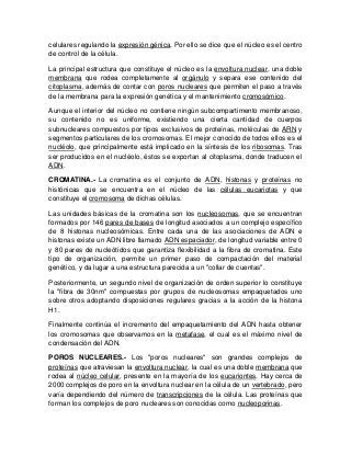 celulares regulando la expresión génica. Por ello se dice que el núcleo es el centro
de control de la célula.
La principal estructura que constituye el núcleo es la envoltura nuclear, una doble
membrana que rodea completamente al orgánulo y separa ese contenido del
citoplasma, además de contar con poros nucleares que permiten el paso a través
de la membrana para la expresión genética y el mantenimiento cromosómico.
Aunque el interior del núcleo no contiene ningún subcompartimento membranoso,
su contenido no es uniforme, existiendo una cierta cantidad de cuerpos
subnucleares compuestos por tipos exclusivos de proteínas, moléculas de ARN y
segmentos particulares de los cromosomas. El mejor conocido de todos ellos es el
nucléolo, que principalmente está implicado en la síntesis de los ribosomas. Tras
ser producidos en el nucléolo, éstos se exportan al citoplasma, donde traducen el
ADN.
CROMATINA.- La cromatina es el conjunto de ADN, histonas y proteínas no
histónicas que se encuentra en el núcleo de las células eucariotas y que
constituye el cromosoma de dichas células.
Las unidades básicas de la cromatina son los nucleosomas, que se encuentran
formados por 146 pares de bases de longitud asociados a un complejo específico
de 8 histonas nucleosómicas. Entre cada una de las asociaciones de ADN e
histonas existe un ADN libre llamado ADN espaciador, de longitud variable entre 0
y 80 pares de nucleótidos que garantiza flexibilidad a la fibra de cromatina. Este
tipo de organización, permite un primer paso de compactación del material
genético, y da lugar a una estructura parecida a un "collar de cuentas".
Posteriormente, un segundo nivel de organización de orden superior lo constituye
la "fibra de 30nm" compuestas por grupos de nucleosomas empaquetados uno
sobre otros adoptando disposiciones regulares gracias a la acción de la histona
H1.
Finalmente continúa el incremento del empaquetamiento del ADN hasta obtener
los cromosomas que observamos en la metafase, el cual es el máximo nivel de
condensación del ADN.
POROS NUCLEARES.- Los "poros nucleares" son grandes complejos de
proteínas que atraviesan la envoltura nuclear, la cual es una doble membrana que
rodea al núcleo celular, presente en la mayoría de los eucariontes. Hay cerca de
2000 complejos de poro en la envoltura nuclear en la célula de un vertebrado, pero
varía dependiendo del número de transcripciones de la célula. Las proteínas que
forman los complejos de poro nucleares son conocidas como nucleoporinas.
 