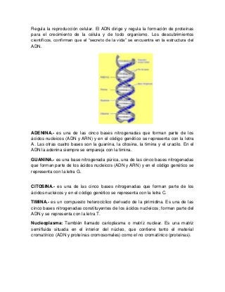Regula la reproducción celular. El ADN dirige y regula la formación de proteínas
para el crecimiento de la célula y de todo organismo. Los descubrimientos
científicos, confirman que el ―secreto de la vida‖ se encuentra en la estructura del
ADN.
ADENINA.- es una de las cinco bases nitrogenadas que forman parte de los
ácidos nucleicos (ADN y ARN) y en el código genético se representa con la letra
A. Las otras cuatro bases son la guanina, la citosina, la timina y el uracilo. En el
ADN la adenina siempre se empareja con la timina.
GUANINA.- es una base nitrogenada púrica, una de las cinco bases nitrogenadas
que forman parte de los ácidos nucleicos (ADN y ARN) y en el código genético se
representa con la letra G.
CITOSINA.- es una de las cinco bases nitrogenadas que forman parte de los
ácidos nucleicos y en el código genético se representa con la letra C.
TIMINA.- es un compuesto heterocíclico derivado de la pirimidina. Es una de las
cinco bases nitrogenadas constituyentes de los ácidos nucleicos; forman parte del
ADN y se representa con la letra T.
Nucleoplasma: También llamado carioplasma o matriz nuclear. Es una matriz
semifluida situada en el interior del núcleo, que contiene tanto el material
cromatínico (ADN y proteínas cromosomales) como el no cromatínico (proteínas).
 
