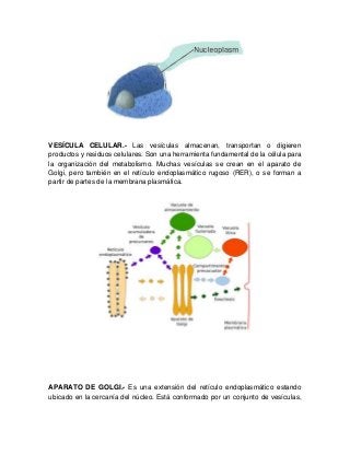 VESÍCULA CELULAR.- Las vesículas almacenan, transportan o digieren
productos y residuos celulares. Son una herramienta fundamental de la célula para
la organización del metabolismo. Muchas vesículas se crean en el aparato de
Golgi, pero también en el retículo endoplasmático rugoso (RER), o se forman a
partir de partes de la membrana plasmática.
APARATO DE GOLGI.- Es una extensión del retículo endoplasmático estando
ubicado en la cercanía del núcleo. Está conformado por un conjunto de vesículas,
 