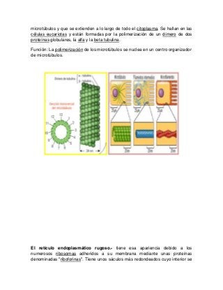 microtúbulos y que se extienden a lo largo de todo el citoplasma. Se hallan en las
células eucariotas y están formadas por la polimerización de un dímero de dos
proteínas globulares, la alfa y la beta tubulina.
Función: La polimerización de los microtúbulos se nuclea en un centro organizador
de microtúbulos.
El retículo endoplasmático rugoso.- tiene esa apariencia debido a los
numerosos ribosomas adheridos a su membrana mediante unas proteínas
denominadas "riboforinas". Tiene unos sáculos más redondeados cuyo interior se
 