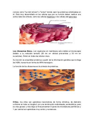 conoce como "luz del retículo" o "lumen" donde caen las proteínas sintetizadas en
él. Está muy desarrollado en las células que por su función deben realizar una
activa labor de síntesis, como las células hepáticas o las células del páncreas.
Los ribosomas libres.- son orgánulos sin membrana solo visibles al microscopio
debido a su reducido tamaño (29 mn en células procariotas y 32 nm en
eucariotas). Están en todas las células vivas.
Su función es ensamblar proteínas a partir de la información genética que le llega
del ADN, transcrita en forma de ARN mensajero.
La función de los ribosomas es la síntesis de proteínas.
Cilios.- los cilios son apéndices locomotores de forma cilíndrica, de diámetro
uniforme en toda su longitud, con una terminación redondeada, semiesférica, pero
es más grueso y más largo al final presentan 9 pares de microtúbulos periféricos y
1 par central son apéndices muy cortos y numerosos.
 