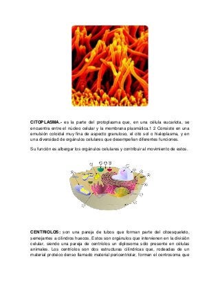 CITOPLASMA.- es la parte del protoplasma que, en una célula eucariota, se
encuentra entre el núcleo celular y la membrana plasmática.1 2 Consiste en una
emulsión coloidal muy fina de aspecto granuloso, el cito sol o hialoplasma, y en
una diversidad de orgánulos celulares que desempeñan diferentes funciones.
Su función es albergar los orgánulos celulares y contribuir al movimiento de estos.
CENTRIOLOS: son una pareja de tubos que forman parte del citoesqueleto,
semejantes a cilindros huecos. Estos son orgánulos que intervienen en la división
celular, siendo una pareja de centríolos un diplosoma sólo presente en células
animales. Los centríolos son dos estructuras cilíndricas que, rodeadas de un
material proteico denso llamado material pericentriolar, forman el centrosoma que
 