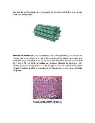 permiten la polimerización de microtúbulos de dímeros de tubulina que forman
parte del citoesqueleto.
FIBRAS INTERMEDIAS: están constituidas por proteínas fibrosas. Su función es
proveer fuerza de tensión a la célula. Fibras intermedias tienen un tamaño que
está entre el de los microtúbulos y el de los micros filamentos. Poseen un diámetro
de 7 nm a 10 nm. Están formadas por proteínas fibrosas de estructura muy
estable, la cuál es muy parecida a la del colágeno, y son muy abundantes en las
células sometidas a esfuerzos mecánicos, como parte de las que forman el tejido
conjuntivo
CÉLULA EUCARIOTA VEGETAL
 