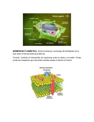 MEMBRANA PLASMÁTICA.- Está formada por una bicapa de fosfolípidos en la
que están inmersas diversas proteínas.
Función: Controla el intercambio de sustancias entre la célula y el medio. Posee
proteínas receptoras que transmiten señales desde el exterior al interior.
 