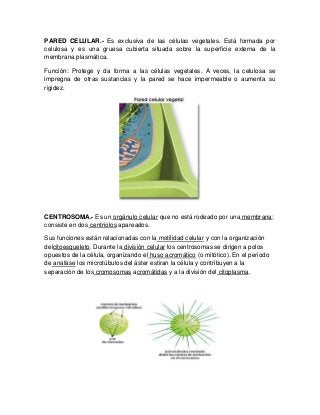 PARED CELULAR.- Es exclusiva de las células vegetales. Está formada por
celulosa y es una gruesa cubierta situada sobre la superficie externa de la
membrana plasmática.
Función: Protege y da forma a las células vegetales. A veces, la celulosa se
impregna de otras sustancias y la pared se hace impermeable o aumenta su
rigidez.
CENTROSOMA.- Es un orgánulo celular que no está rodeado por una membrana;
consiste en dos centriolos apareados.
Sus funciones están relacionadas con la motilidad celular y con la organización
delcitoesqueleto. Durante la división celular los centrosomas se dirigen a polos
opuestos de la célula, organizando el huso acromático (o mitótico). En el periodo
de anafase los microtúbulos del áster estiran la célula y contribuyen a la
separación de los cromosomas acromátidas y a la división del citoplasma.
 