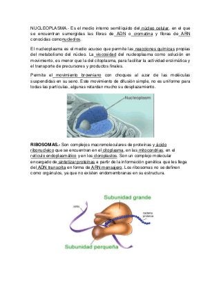 NUCLEOPLASMA.- Es el medio interno semilíquido del núcleo celular, en el que
se encuentran sumergidas las fibras de ADN o cromatina y fibras de ARN
conocidas comonucleolos.
El nucleoplasma es el medio acuoso que permite las reacciones químicas propias
del metabolismo del núcleo. La viscosidad del nucleoplasma como solución en
movimiento, es menor que la del citoplasma, para facilitar la actividad enzimática y
el transporte de precursores y productos finales.
Permite el movimiento browniano con choques al azar de las moléculas
suspendidas en su seno. Este movimiento de difusión simple, no es uniforme para
todas las partículas, algunas retardan mucho su desplazamiento.
RIBOSOMAS.- Son complejos macromoleculares de proteínas y ácido
ribonucleico que se encuentran en el citoplasma, en las mitocondrias, en el
retículo endoplasmático y en los cloroplastos. Son un complejo molecular
encargado de sintetizar proteínas a partir de la información genética que les llega
del ADN transcrita en forma de ARN mensajero. Los ribosomas no se definen
como orgánulos, ya que no existen endomembranas en su estructura.
 