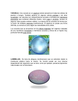 VACUOLA.- Una vacuola es un orgánulo celular presente en todas las células de
plantas y hongos. También aparece en algunas células protistas y de otros
eucariotas. Las vacuolas son compartimentos cerrados o limitados por membrana
plasmática que contienen diferentes fluidos, como agua o enzimas, aunque en
algunos casos puede contener sólidos. La mayoría de las vacuolas se forman por
la fusión de múltiples vesículas membranosas. El orgánulo no posee una forma
definida, su estructura varía según las necesidades de la célula.
Las vacuolas que se encuentran en las células vegetales son regiones rodeadas
de una membrana (tonoplasto o membrana vacuolar) y llenas de un líquido muy
particular llamado jugo celular.
LAMINILLAS.- Se trata de pliegues membranosos que se extienden desde la
membrana plástica hacia el interior. Su función puede ser muy diversa
dependiendo del organismo que se trate, como por ejemplo: presentar pigmentos
relacionados con la fotosíntesis
 