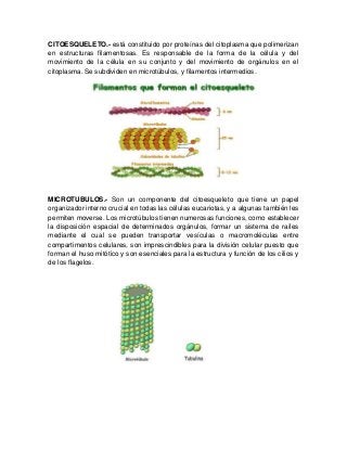 CITOESQUELETO.- está constituido por proteínas del citoplasma que polimerizan
en estructuras filamentosas. Es responsable de la forma de la célula y del
movimiento de la célula en su conjunto y del movimiento de orgánulos en el
citoplasma. Se subdividen en microtúbulos, y filamentos intermedios.
MICROTUBULOS.- Son un componente del citoesqueleto que tiene un papel
organizador interno crucial en todas las células eucariotas, y a algunas también les
permiten moverse. Los microtúbulos tienen numerosas funciones, como establecer
la disposición espacial de determinados orgánulos, formar un sistema de raíles
mediante el cual se pueden transportar vesículas o macromoléculas entre
compartimentos celulares, son imprescindibles para la división celular puesto que
forman el huso mitótico y son esenciales para la estructura y función de los cilios y
de los flagelos.
 