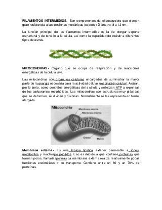 FILAMENTOS INTERMEDIOS.- Son componentes del citoesqueleto que ejercen
gran resistencia a las tensiones mecánicas (soporte) Diámetro: 8 a 12 nm.
La función principal de los filamentos intermedios es la de otorgar soporte
estructural y de tensión a la célula, así como la capacidad de resistir a diferentes
tipos de estrés.
MITOCONDRIAS.- Órgano que se ocupa de respiración y de reacciones
energéticas de la célula viva.
Las mitocondrias son orgánulos celulares encargados de suministrar la mayor
parte de la energía necesaria para la actividad celular (respiración celular). Actúan,
por lo tanto, como centrales energéticas de la célula y sintetizan ATP a expensas
de los carburantes metabólicos. Las mitocondrias son estructuras muy plásticas
que se deforman, se dividen y fusionan. Normalmente se las representa en forma
alargada.
Membrana externa.- Es una bicapa lipídica exterior permeable a iones,
metabolitos y muchospolipéptidos. Eso es debido a que contiene proteínas que
forman poros, llamadasporinas La membrana externa realiza relativamente pocas
funciones enzimáticas o de transporte. Contiene entre un 60 y un 70% de
proteínas.
 