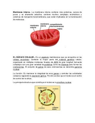 Membrana interna.- La membrana interna contiene más proteínas, carece de
poros y es altamente selectiva; contiene muchos complejos enzimáticos y
sistemas de transporte transmembrana, que están implicados en la translocación
de moléculas.
.
EL NÚCLEO CELULAR.- Es un orgánulo membranoso que se encuentra en las
células eucariotas. Contiene la mayor parte del material genético celular,
organizado en múltiples moléculas lineales de ADN de gran longitud formando
complejos con una gran variedad de proteínas como las histonas para formar los
cromosomas. El conjunto de genes de esos cromosomas se denomina genoma
nuclear.
La función: Es mantener la integridad de esos genes y controlar las actividades
celulares regulando la expresión génica. Por ello se dice que el núcleo es el centro
de control de la célula.
La principal estructura que constituye el núcleo es la envoltura nuclear.
 