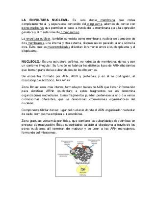 LA ENVOLTURA NUCLEAR.- Es una doble membrana que rodea
completamente al y separa ese contenido del citoplasma, además de contar con
poros nucleares que permiten el paso a través de la membrana para la expresión
genética y el mantenimiento cromosómico.
La envoltura nuclear, también conocida como membrana nuclear se compone de
dos membranas, una interna y otra externa, dispuestas en paralelo la una sobre la
otra. Evita que las macromoléculas difundan libremente entre el nucleoplasma y el
citoplasma.
NUCLÉOLO.- Es una estructura esférica, no rodeada de membrana, densa y con
un contorno irregular. Su función es fabricar los distintos tipos de ARN ribosómico
que forman parte de las subunidades de los ribosomas.
Se encuentra formado por ARN, ADN y proteínas, y en él se distinguen, al
microscopio electrónico, tres zonas:
Zona fibrilar: zona más interna, formada por bucles de ADN que llevan información
para sintetizar ARNn (nucleolar); a estos fragmentos se les denomina
organizadores nucleolares. Estos fragmentos pueden pertenecer a uno o a varios
cromosomas diferentes, que se denominan cromosomas organizadores del
nucléolo.
Componente fibrilar denso: lugar del nucleolo donde el ADN organizador nucleolar
de cada cromosoma empieza a transcribirse.
Zona granular: zona más periférica, que contiene las subunidades ribosómicas en
proceso de maduración. Estas subunidades saldrán al citoplasma a través de los
poros nucleares; allí terminan de madurar y se unen a los ARN mensajeros,
formando polirribosomas.
 