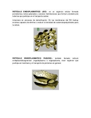 RETÍCULO ENDOPLASMÁTICO LISO.- es un orgánulo celular formado
porcisternas, tubos aplanados y sáculos membranosos que forman unsistema de
tuberías que participa en el transporte celular.
Interviene en procesos de detoxificación. En las membranas del RE lisohay
enzimas capaces de eliminar o reducir la toxicidad de sustanciasperjudiciales para
la célula.
RETÍCULO ENDOPLASMÁTICO RUGOSO.- también llamado retículo
endoplasmáticogranular ,ergastoplasma o ergatoplasma, esun orgánulo que
participa en lasíntesis y el transporte de proteínas en general.
 