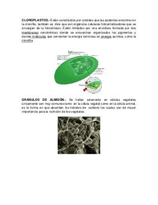 CLOROPLASTOS.- Están constituidos por coloides que las podemos encontrar en
la clorofila, también se dice que son orgánulos celulares fotosintetizadores que se
encargan de la fotosíntesis. Están limitados por una envoltura formada por dos
membranas concéntricas donde se encuentran organizados los pigmentos y
demás moléculas que convierten la energía luminosa en energía química, como la
clorofila.
GRÁNULOS DE ALMIDÓN.- Se hallan solamente en células vegetales
únicamente son muy comunes tanto en la célula vegetal como en la célula animal,
es la forma en que absorben los hidratos de carbono los cuales son de mayor
importancia para la nutrición de los vegetales.
 