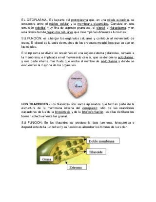 EL CITOPLASMA.- Es la parte del protoplasma que, en una célula eucariota, se
encuentra entre el núcleo celular y la membrana plasmática. Consiste en una
emulsión coloidal muy fina de aspecto granuloso, el citosol o hialoplasma, y en
una diversidad de orgánulos celulares que desempeñan diferentes funciones.
SU FUNCIÓN: es albergar los orgánulos celulares y contribuir al movimiento de
estos. El citosol es la sede de muchos de los procesos metabólicos que se dan en
las células.
El citoplasma se divide en ocasiones en una región externa gelatinosa, cercana a
la membrana, e implicada en el movimiento celular, que se denomina ectoplasma;
y una parte interna más fluida que recibe el nombre de endoplasma y donde se
encuentran la mayoría de los orgánulos
LOS TILACOIDES.- Los tilacoides son sacos aplanados que forman parte de la
estructura de la membrana interna del cloroplasto; sitio de las reacciones
captadoras de luz de la fotosíntesis y de la fotofosforilación; las pilas de tilacoides
forman colectivamente las granas.
SU FUNCION: En los tilacoides se produce la fase luminosa, fotoquímica o
dependiente de la luz del sol y su función es absorber los fotones de luz solar.
 