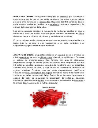 POROS NUCLEARES.- son grandes complejos de proteínas que atraviesan la
envoltura nuclear, la cual es una doble membrana que rodea alnúcleo celular,
presente en la mayoría de los eucariontes. Hay cerca de 2000 complejos de poro
en la envoltura nuclear en la célula de unvertebrado, pero varía dependiendo del
número de transcripciones de la célula.
Los poros nucleares permiten el transporte de moléculas solubles en agua a
través de la envoltura nuclear. Este transporte incluye el movimiento de ARN y
ribosomas desde el núcleo al citoplasma, y movimiento de proteínas
El centro del poro muchas veces parece que tuviera una estructura parecida a un
tapón. Aún no se sabe sí esto corresponde a un tapón verdadero o es
simplemente carga atrapada durante el tránsito.
APARATO DE GOLGI.- El aparato de Golgi es un orgánulo presente en todas las
células eucariotas excepto los glóbulos rojos y las células epidérmicas. Pertenece
al sistema de endomembranas. Está formado por unos 80 dictiosomas
(dependiendo del tipo de célula), y estos dictiosomas están compuestos por 40 o
60 cisternas (sáculos) aplanadas rodeados de membrana que se encuentran
apilados unos encima de otros, y cuya función es completar la fabricación de
algunas proteínas. Funciona como una planta empaquetadora, modificando
vesículas del retículo endoplasmático rugoso. El material nuevo de las membranas
se forma en varias cisternas del Golgi. Dentro de las funciones que posee el
aparato de Golgi se encuentran la glicosilación de proteínas, selección,
destinación, glicosilación de lípidos, almacenamiento y distribución de lisosomas y
la síntesis de polisacáridos de la matriz extracelular.
 