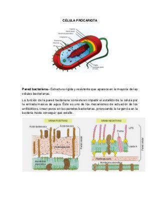 CÉLULA PROCARIOTA
Pared bacteriana.- Estructura rígida y resistente que aparece en la mayoría de las
células bacterianas.
La función de la pared bacteriana consiste en impedir el estallido de la célula por
la entrada masiva de agua. Éste es uno de los mecanismos de actuación de los
antibióticos, crean poros en las paredes bacterianas, provocando la turgencia en la
bacteria hasta conseguir que estalle.
 
