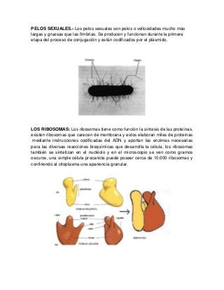 PELOS SEXUALES.- Los pelos sexuales son pelos o vellosidades mucho más
largas y gruesas que las fimbrias. Se producen y funcionan durante la primera
etapa del proceso de conjugación y están codificados por el plásmido.
LOS RIBOSOMAS: Los ribosomas tiene como función la síntesis de las proteínas,
existen ribosomas que carecen de membrana y estos elaboran miles de proteínas
mediante instrucciones codificadas del ADN y aportan las enzimas necesarias
para las diversas reacciones bioquímicas que desarrolla la célula, los ribosomas
también se sintetizan en el nucléolo y en el microscopio se ven como gramos
oscuros, una simple célula procariota puede poseer cerca de 10.000 ribosomas y
confiriendo al citoplasma una apariencia granular.
 