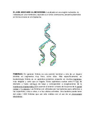 EL ADN ASOCIADO AL MESOSOMA: Localizado en una región nucleoide, no
rodeada por una membrana, equivale a un único cromosoma, presenta plásmidos
en forma circular en el citoplasma.
FIMBRIAS: En general, fimbria es una porción terminal u orla de un órgano
dividido en segmentos muy finos, como cilios. Más específicamente, en
bacteriología fimbria es un apéndice proteínico presente en muchas bacterias,
más delgado y corto que un flagelo. Estos apéndices oscilan entre 4-7nm de
diámetro y hasta variosμm de largo y corresponden a evaginaciones de la
membrana citoplasmática que asoman al exterior a través de los poros de la pared
celular y la cápsula. Las fimbrias son utilizadas por las bacterias para adherirse a
las superficies, unas a otras, o a las células animales. Una bacteria puede tener
del orden 1.000 fimbrias que son sólo visibles con el uso de un microscopio
electrónico.
 