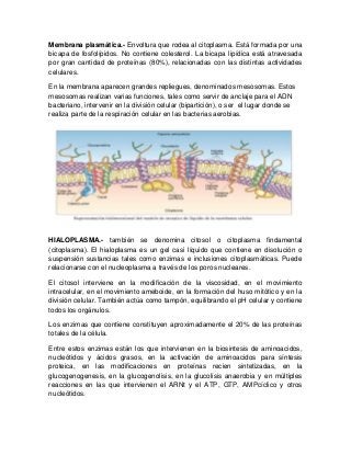 Membrana plasmática.- Envoltura que rodea al citoplasma. Está formada por una
bicapa de fosfolípidos. No contiene colesterol. La bicapa lipídica está atravesada
por gran cantidad de proteínas (80%), relacionadas con las distintas actividades
celulares.
En la membrana aparecen grandes repliegues, denominados mesosomas. Estos
mesosomas realizan varias funciones, tales como servir de anclaje para el ADN
bacteriano, intervenir en la división celular (bipartición), o ser el lugar donde se
realiza parte de la respiración celular en las bacterias aerobias.
HIALOPLASMA.- también se denomina citosol o citoplasma findamental
(citoplasma). El hialoplasma es un gel casi líquido que contiene en disolución o
suspensión sustancias tales como enzimas e inclusiones citoplasmáticas. Puede
relacionarse con el nucleoplasma a través de los poros nucleares.
El citosol interviene en la modificación de la viscosidad, en el movimiento
intracelular, en el movimiento ameboide, en la formación del huso mitótico y en la
división celular. También actúa como tampón, equilibrando el pH celular y contiene
todos los orgánulos.
Los enzimas que contiene constituyen aproximadamente el 20% de las proteínas
totales de la célula.
Entre estos enzimas están los que intervienen en la biosintesis de aminoacidos,
nucleótidos y ácidos grasos, en la activación de aminoacidos para síntesis
proteica, en las modificaciones en proteínas recien sintetizadas, en la
glucogenogenesis, en la glucogenolisis, en la glucolisis anaerobia y en múltiples
reacciones en las que intervienen el ARNt y el ATP, GTP, AMPcíclico y otros
nucleótidos.
 