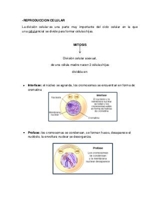 -REPRODUCCION CELULAR
La división celular es una parte muy importante del ciclo celular en la que
una célulainicial se divide para formar células hijas.
MITOSIS
División celular asexual,
de una célula madre nacen 2 células hijas
dividida en:
Interfase: el núcleo se agranda, los cromosomas se encuentran en forma de
cromatina
Profase: los cromosomas se condensan, se forman husos, desaparece el
nucléolo, la envoltura nuclear se desorganiza.
 