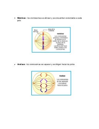 Metafase: los cromosomas se alinean y se encuentran conectados a cada
polo
Anafase: los cromosomas se separan y se dirigen hacia los polos
 