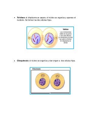 Telofase: el citoplasma se separa, el núcleo se organiza y aparece el
nucléolo. Se forman las dos células hijas.
Citoquinesis: el núcleo se organiza y dan origen a dos células hijas.
 