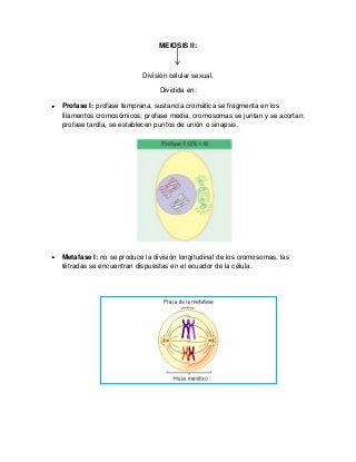 MEIOSIS II:
División celular sexual,
Dividida en:
Profase I: profase temprana, sustancia cromática se fragmenta en los
filamentos cromosómicos; profase media, cromosomas se juntan y se acortan;
profase tardía, se establecen puntos de unión o sinapsis.
Metafase I: no se produce la división longitudinal de los cromosomas, las
tétradas se encuentran dispuestas en el ecuador de la célula.
 