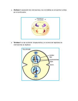 Anafase I: separación de cromosomas y las cromátidas se encuentran unidas
por el centrosoma.
Telofase I: se da la división citoplasmática y el número de haploides de
cromosomas se duplican.
 