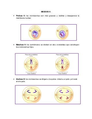 MEIOSIS II:
Profase II: los cromosomas son más gruesos y visibles y desaparece la
membrana nuclear
Metafase II: los centrómeros se dividen en dos: cromátidas que constituyen
los cromosomas hijos.
Anafase II: los cromosomas se dirigen a los polos: mitad a un polo y el resto
al otro polo.
 