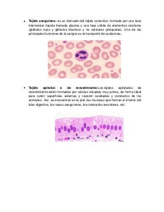 Tejido sanguíneo: es un derivado del tejido conectivo, formado por una fase
intercelular líquida llamada plasma y una fase sólida de elementos celulares
(glóbulos rojos y glóbulos blancos) y no celulares (plaquetas). Una de las
principales funciones de la sangre es el transporte de sustancias.
Tejido epitelial o de revestimiento:Los tejidos epiteliales de
revestimiento están formados por células situadas muy juntas, de forma ideal
para cubrir superficies externas y revestir cavidades y conductos de los
animales. Así, se encuentran en la piel, las mucosas que forman el interior del
tubo digestivo, los vasos sanguíneos, los conductos excretores, etc.
 