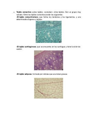 Tejido conectivo: estos tejidos «conectan» otros tejidos. Son un grupo muy
variado. Entre los tejidos conectivos están los siguientes:
-El tejido conjuntivolaxo, que forma los tendones y los ligamentos, y une
determinados órganos y tejidos.
-El tejido cartilaginoso, que se encuentra en los cartílagos y tiene función de
sostén.
-El tejido adiposo, formado por células que acumulan grasas.
 