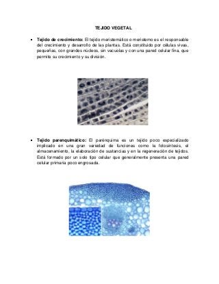 TEJIDO VEGETAL
Tejido de crecimiento: El tejido meristemático o meristemo es el responsable
del crecimiento y desarrollo de las plantas. Está constituido por células vivas,
pequeñas, con grandes núcleos, sin vacuolas y con una pared celular fina, que
permite su crecimiento y su división.
Tejido parenquimático: El parénquima es un tejido poco especializado
implicado en una gran variedad de funciones como la fotosíntesis, el
almacenamiento, la elaboración de sustancias y en la regeneración de tejidos.
Está formado por un solo tipo celular que generalmente presenta una pared
celular primaria poco engrosada.
 