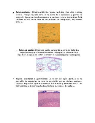 Tejido protector: El tejido epidérmico recubre las hojas y los tallos y raíces
jóvenes. Protege la parte aérea de la planta de la desecación y permite la
absorción de agua y de sales minerales a través de la parte subterránea. Está
formado por una única capa de células vivas, sin cloroplastos, muy unidas
entre sí.
Tejido de sostén: El tejido de sostén comprende un conjunto de tejidos
vegetales duros que forman el esqueleto de las plantas y las mantiene
erguidas. Los tejidos de sostén se dividen en: Esclerénquima y Colénquima.
Tejidos secretores o glandulares: La función del tejido glandular es la
secreción de sustancias. La clave de este tejido son las células secretoras,
capaces de producir algunas sustancias o concentrar y almacenar otras. Las
secreciones pueden ser expulsadas al exterior o al interior de la planta.
 