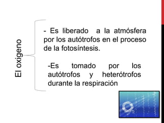 Eloxigeno
- Es liberado a la atmósfera
por los autótrofos en el proceso
de la fotosíntesis.
-Es tomado por los
autótrofos y heterótrofos
durante la respiración
 