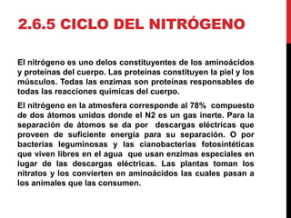 2.6.5 CICLO DEL NITRÓGENO
El nitrógeno es uno delos constituyentes de los aminoácidos
y proteínas del cuerpo. Las proteínas constituyen la piel y los
músculos. Todas las enzimas son proteínas responsables de
todas las reacciones químicas del cuerpo.
El nitrógeno en la atmosfera corresponde al 78% compuesto
de dos átomos unidos donde el N2 es un gas inerte. Para la
separación de átomos se da por descargas eléctricas que
proveen de suficiente energía para su separación. O por
bacterias leguminosas y las cianobacterias fotosintéticas
que viven libres en el agua que usan enzimas especiales en
lugar de las descargas eléctricas. Las plantas toman los
nitratos y los convierten en aminoácidos las cuales pasan a
los animales que las consumen.
 