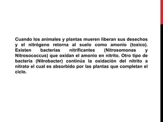 Cuando los animales y plantas mueren liberan sus desechos
y el nitrógeno retorna al suelo como amonio (toxico).
Existen bacterias nitrificantes (Nitrosomonas y
Nitrosococcus) que oxidan el amonio en nitrito. Otro tipo de
bacteria (Nitrobacter) continúa la oxidación del nitrito a
nitrato el cual es absorbido por las plantas que completan el
ciclo.
 