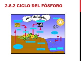 2.6.2 CICLO DEL FÓSFORO
 