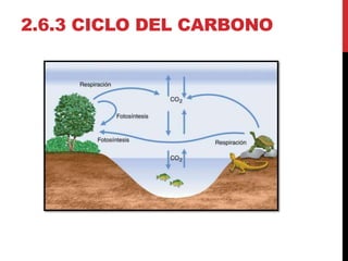 2.6.3 CICLO DEL CARBONO
 